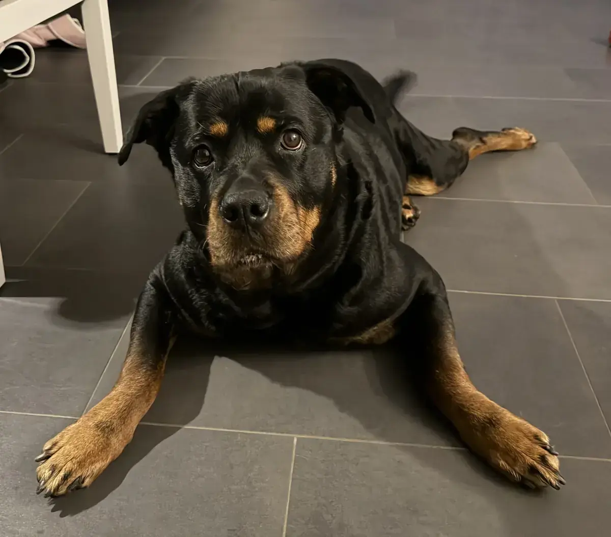 Rottweiler Tyra
