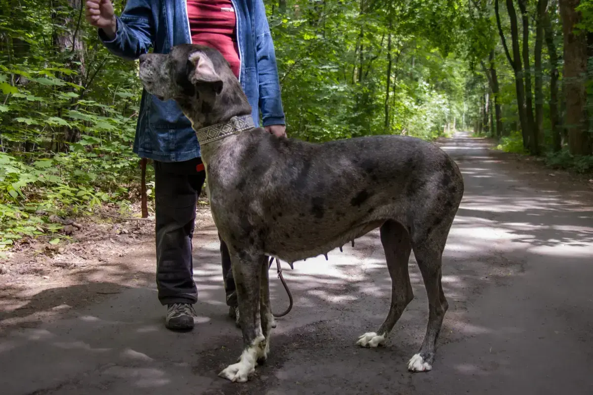 Vanja - Deutsche Dogge - Bild 5