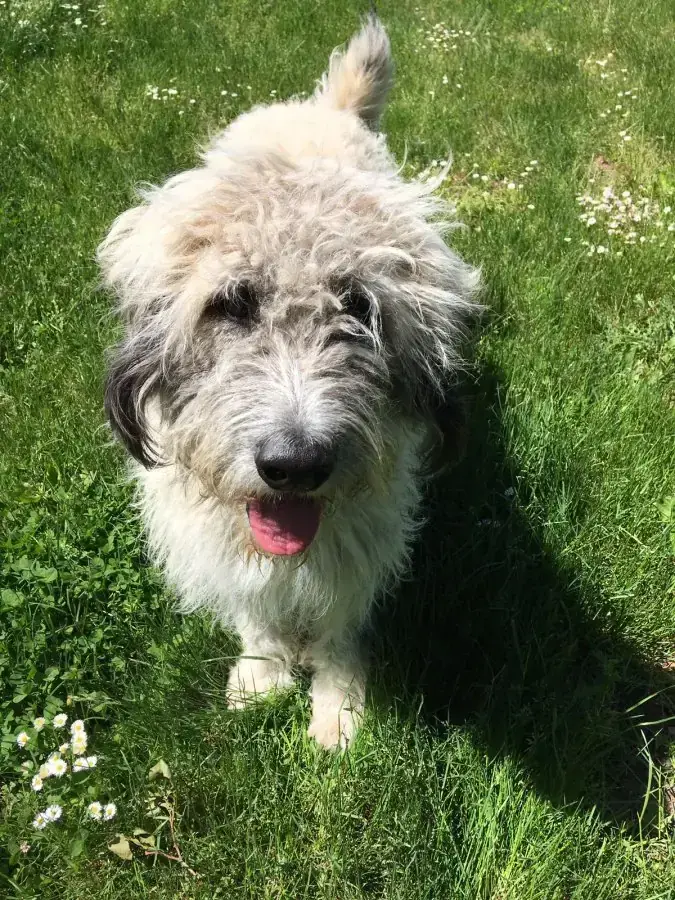 Laika -  - Bild 2