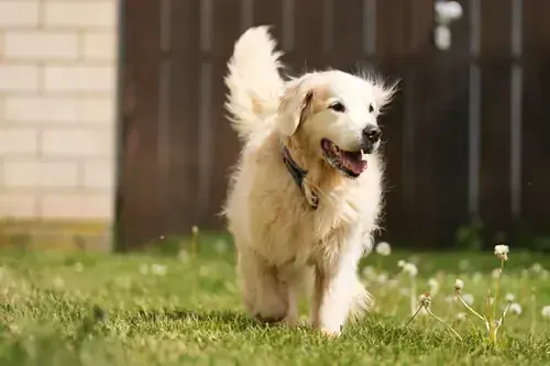Bailey - Golden Retriever - Bild 2