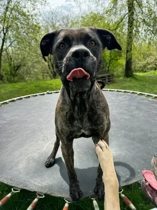 Cora - Dogo Canario - Bild 7