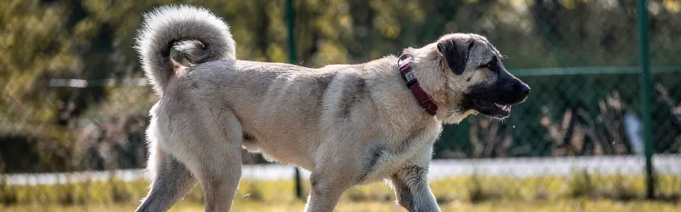 Bali - Labrador Retriever, Deutscher Schäferhund - Bild 1