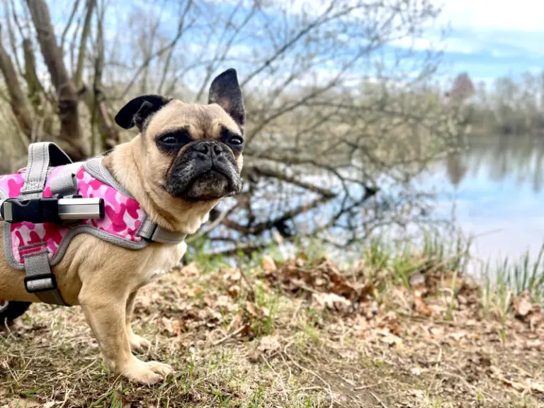Sandy - Französische Bulldogge - Bild 6