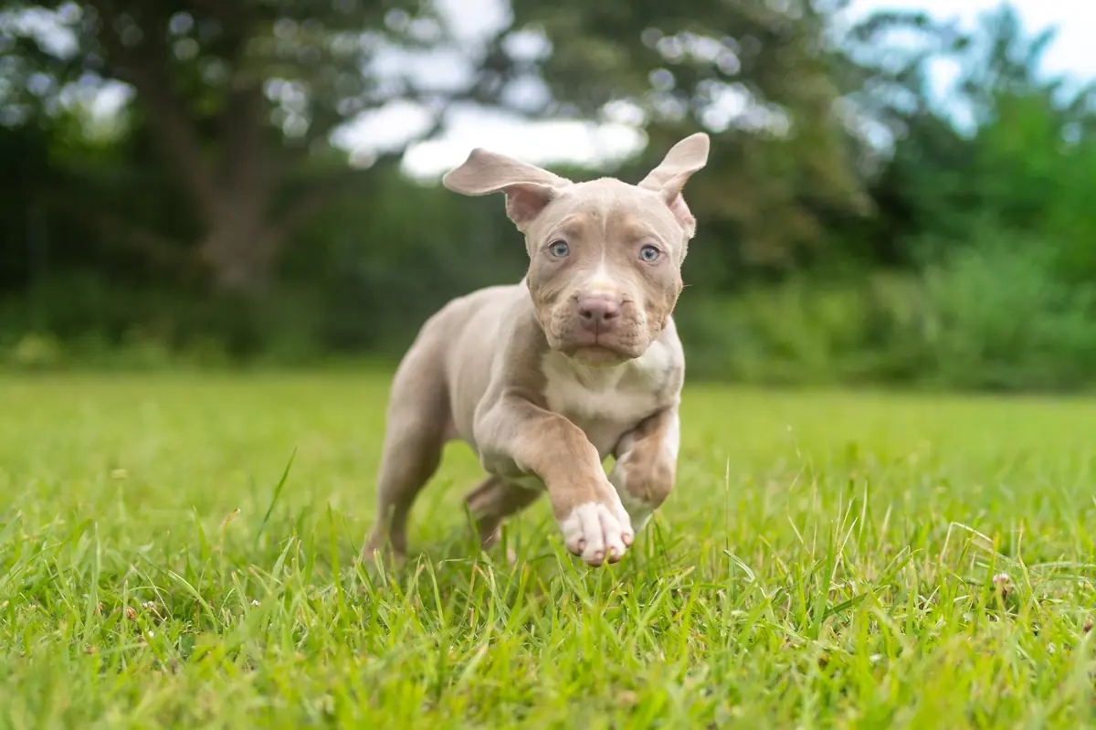 Lia - American Staffordshire Terrier - Bild 7
