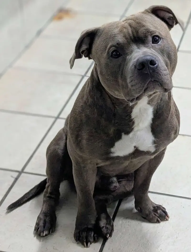 Bruno - American Staffordshire Terrier - Bild 1
