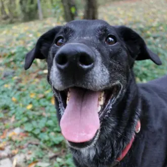 Neo - Labrador Retriever - Bild 7