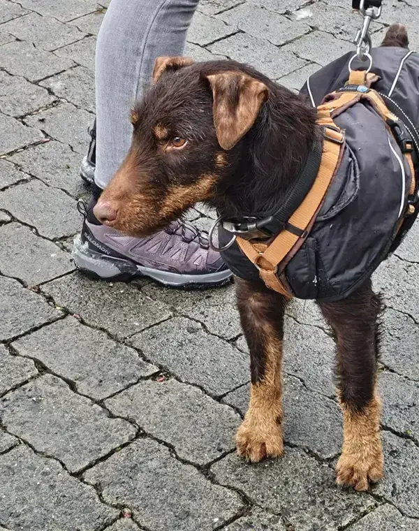 Deutscher Jagdterrier Jack Sparrow
