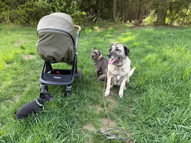 Naz - Kangal-Hirtenhund - Bild 6
