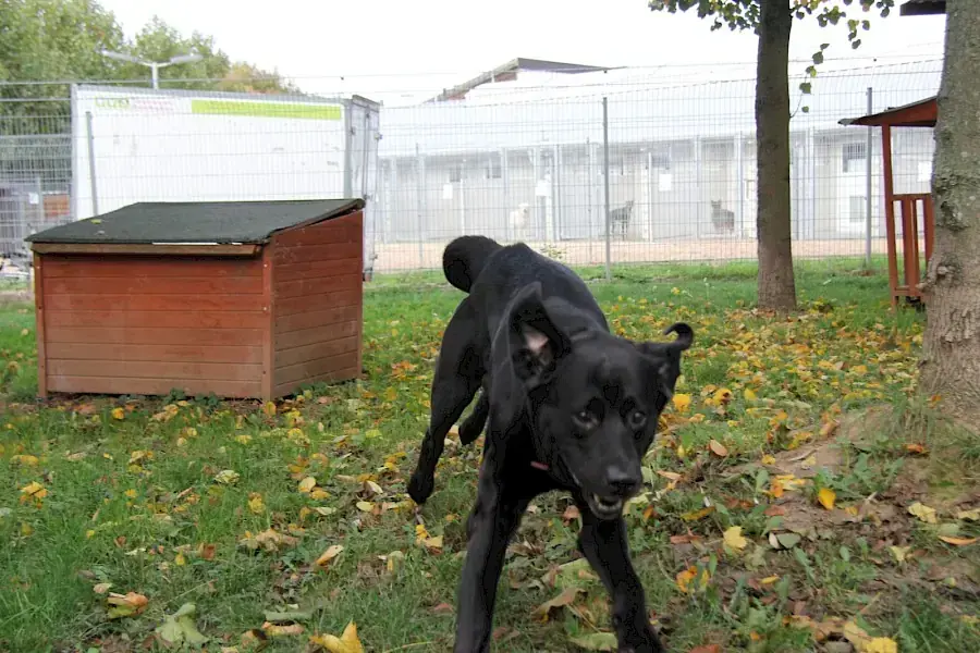 Spike - Labrador Retriever - Bild 9