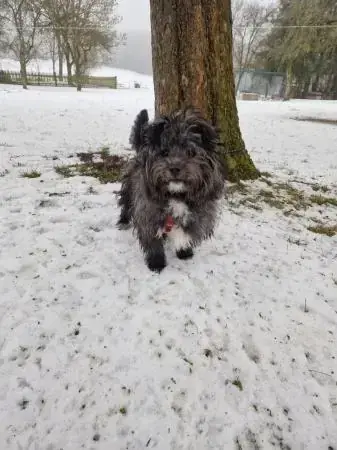 Polly -  - Bild 1