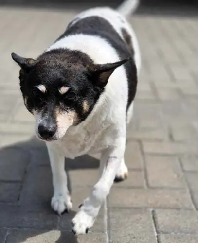 Milly -  - Bild 19