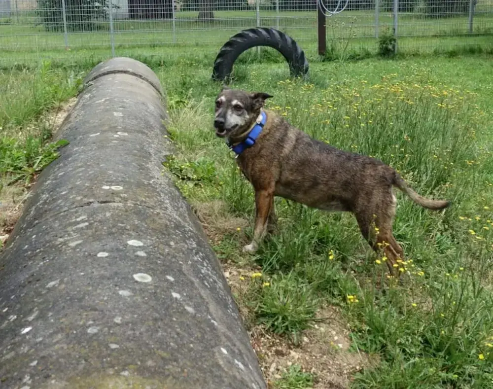 Paula - Podenco Canario - Bild 2
