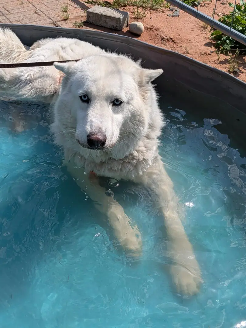 Jato - Siberian Husky, Alaskan Malamute - Bild 3
