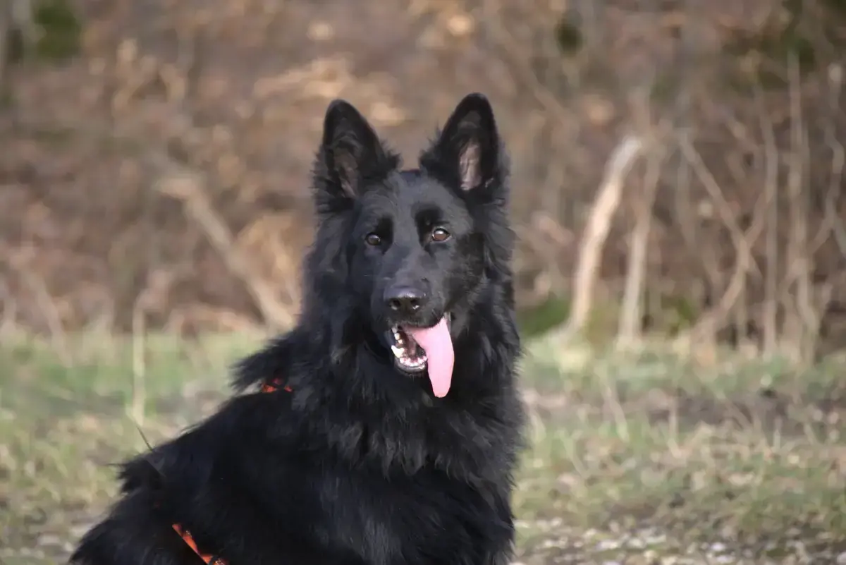 Filou - Deutscher Schäferhund - Bild 5