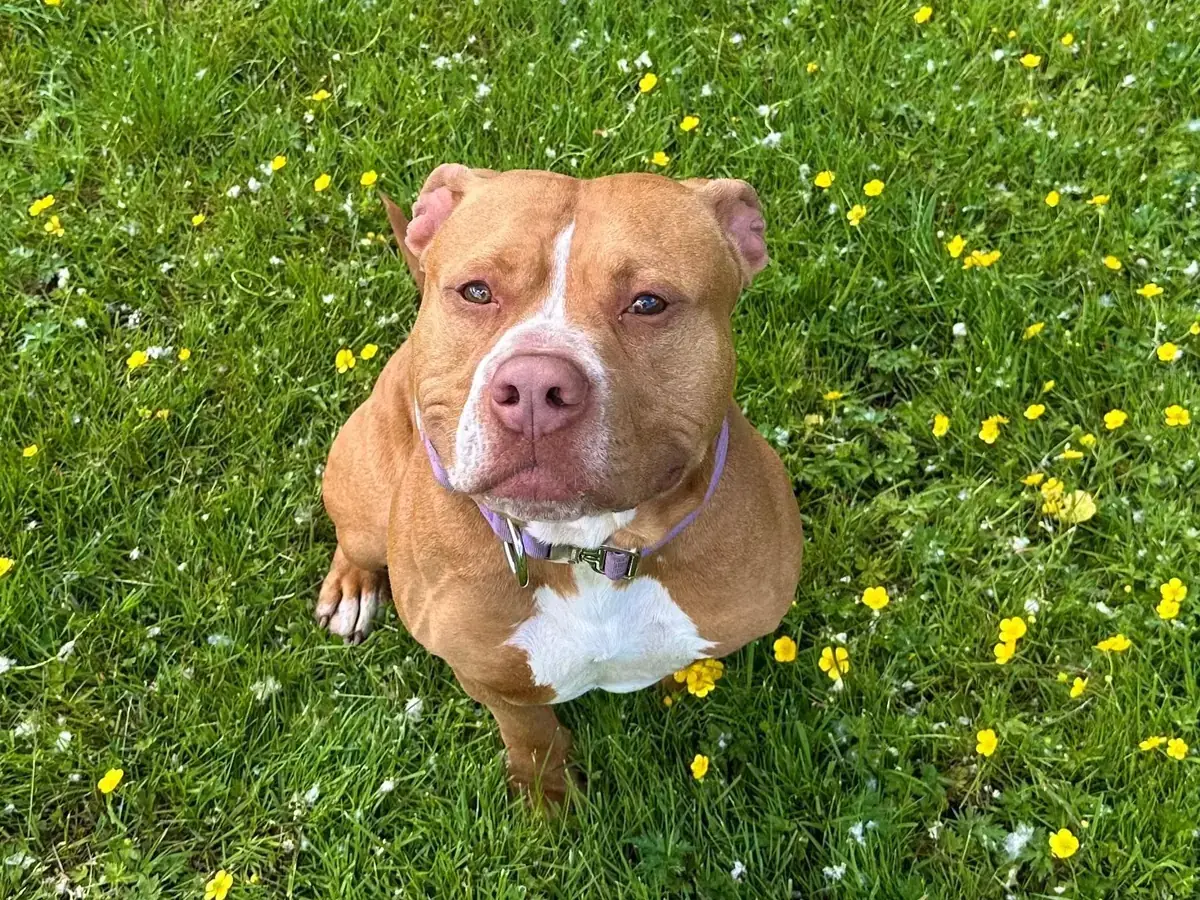 Elliot - American Staffordshire Terrier - Bild 1