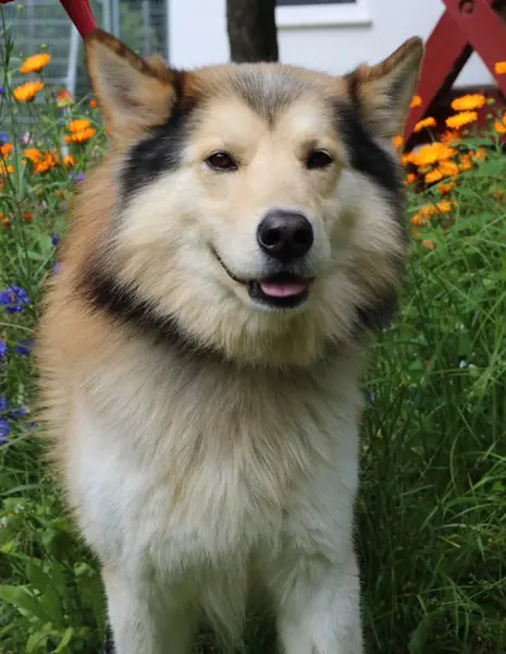 Jack -  - Bild 3