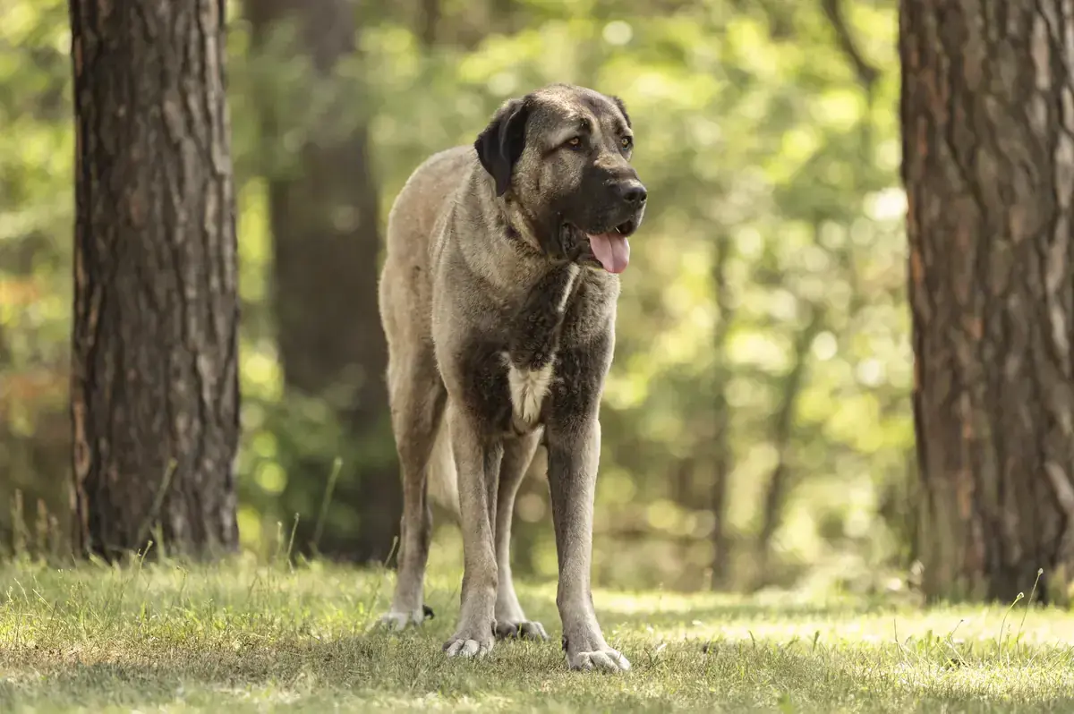 Bozo - Kangal-Hirtenhund - Bild 4