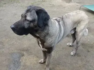 Pascha - Kangal-Hirtenhund - Bild 5