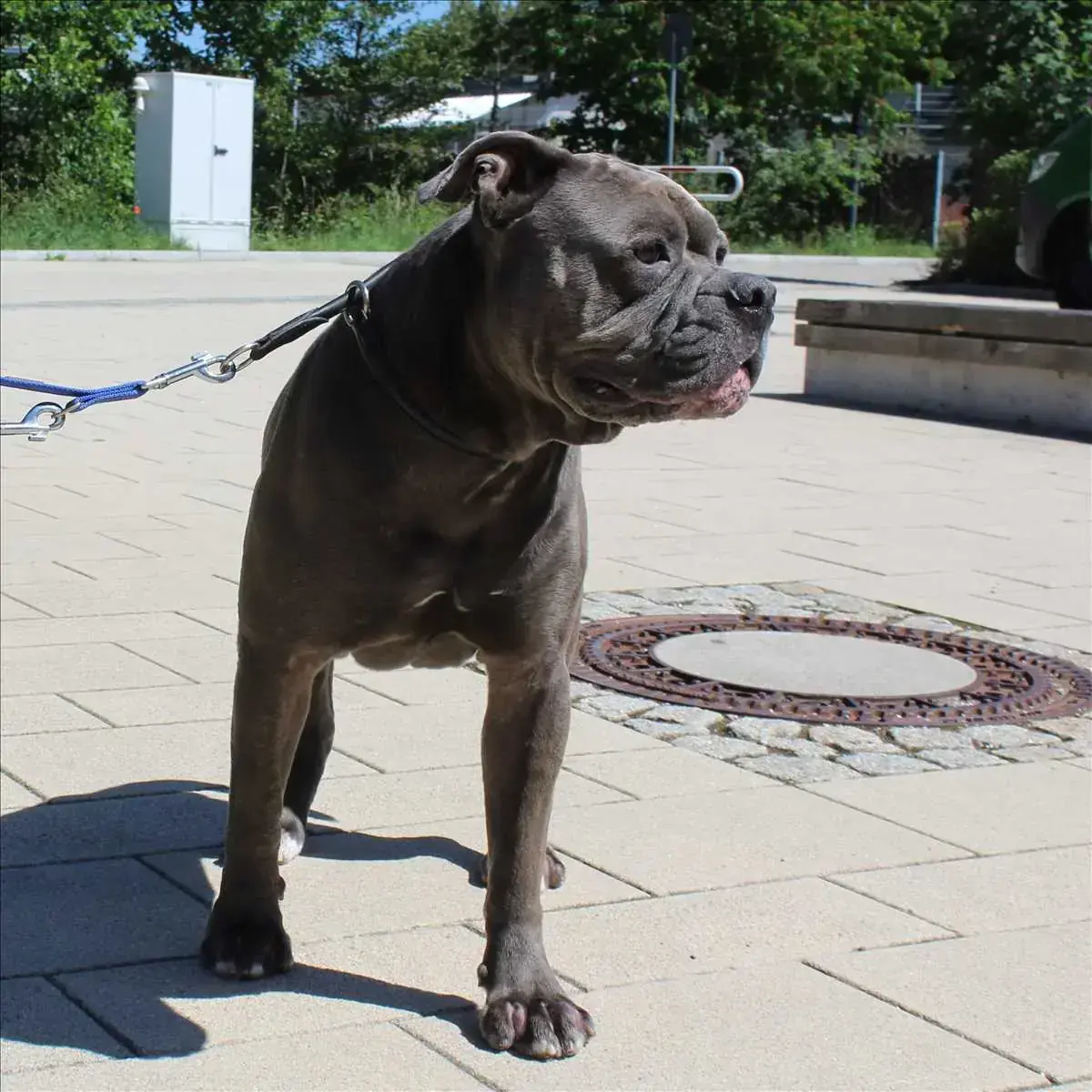 CHARLY - Englische Bulldogge - Bild 1