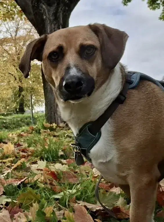 Bruno -  - Bild 3