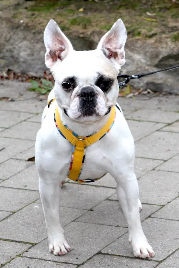 Elsa - Französische Bulldogge - Bild 4