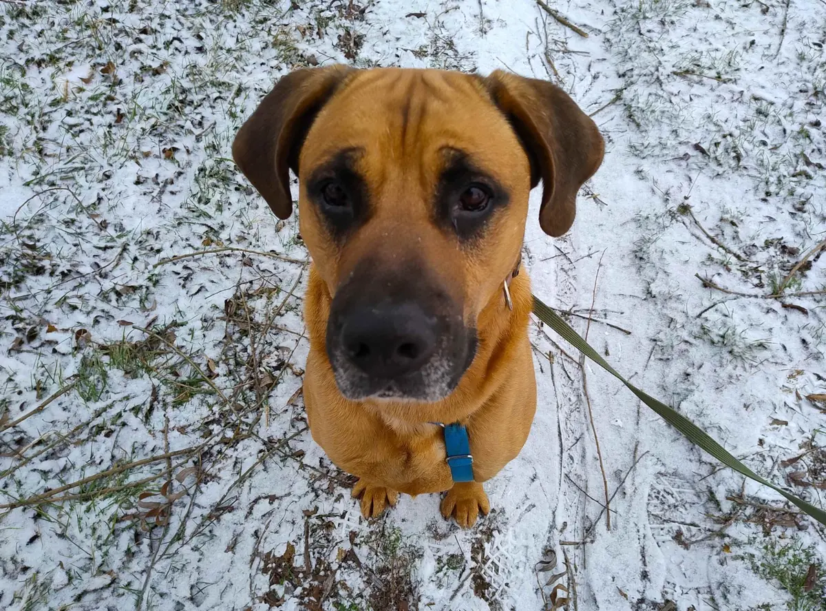 Balu - Deutscher Schäferhund - Bild 6