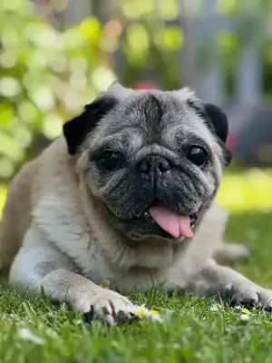 Schnute – Mops – Bild 3