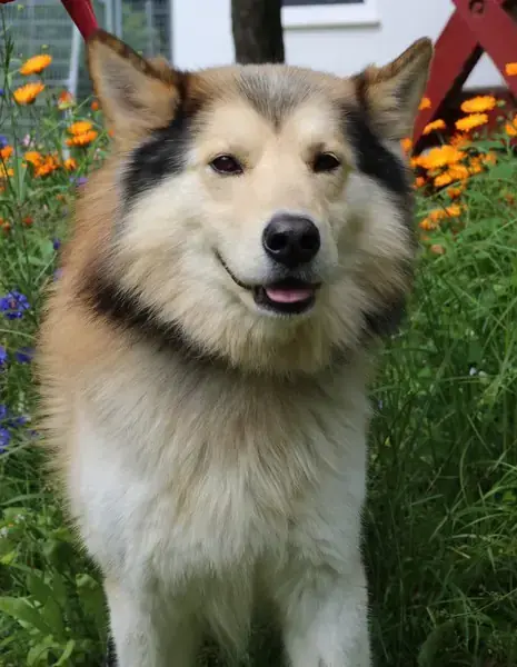 Jack -  - Bild 3