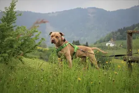 Ace - American Staffordshire Terrier - Bild 6
