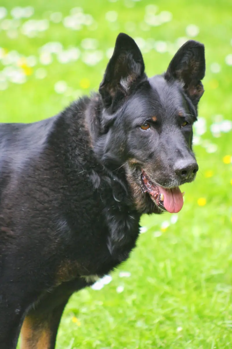 Bonzo - Deutscher Schäferhund - Bild 9