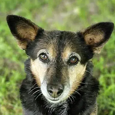 Bonny -  - Bild 3
