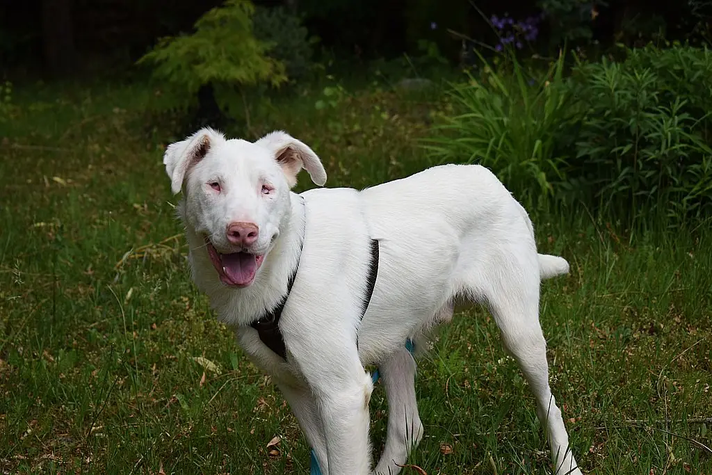 Shiro - Border Collie - Bild 1