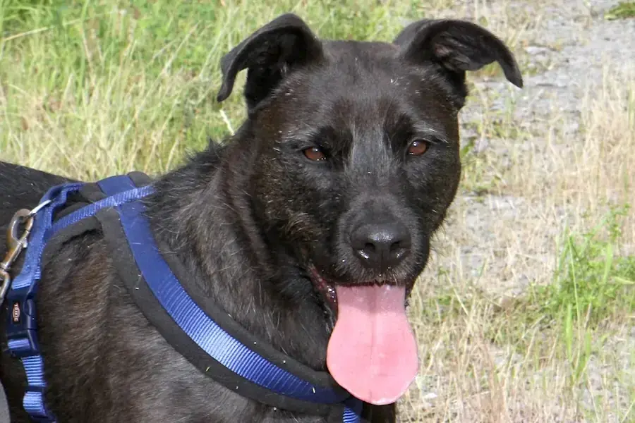 Blacky -  - Bild 3