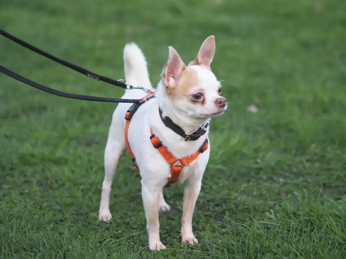 Willow - Chihuahua - Bild 4