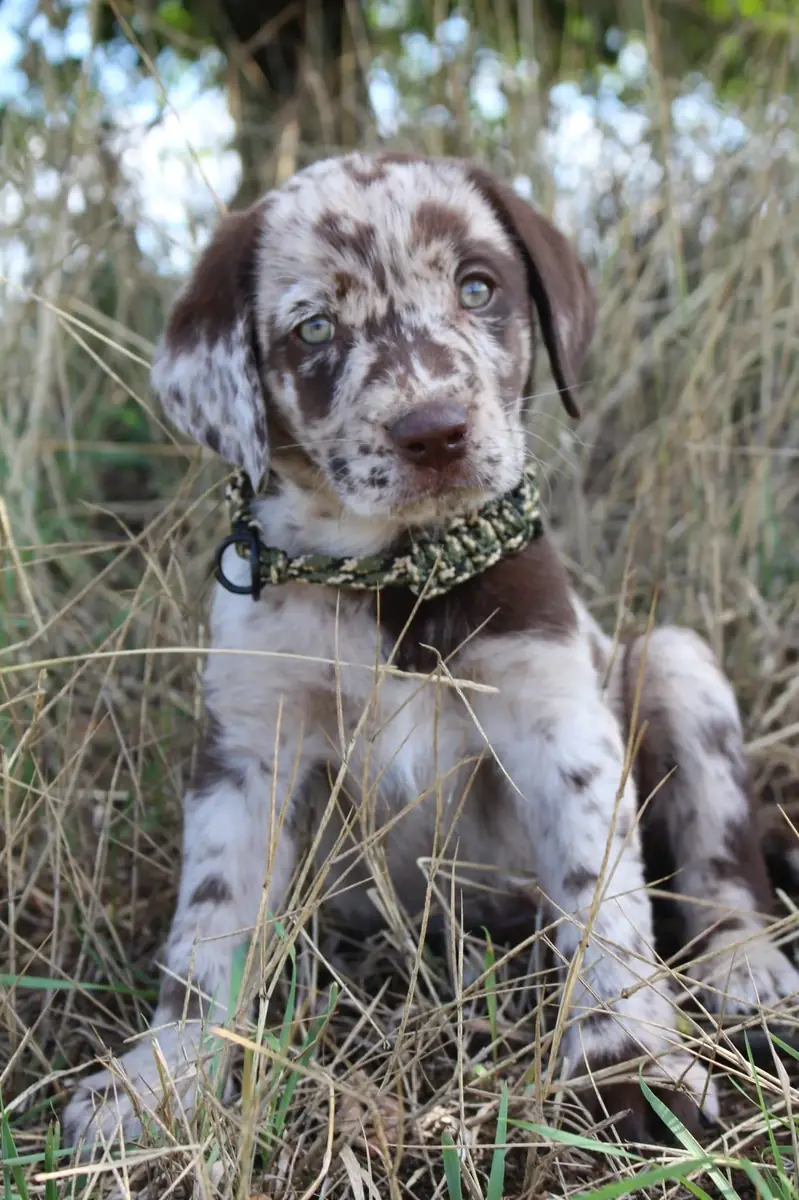 Malte - Labrador Retriever - Bild 1
