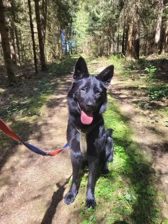 Boomer - Deutscher Schäferhund - Bild 1