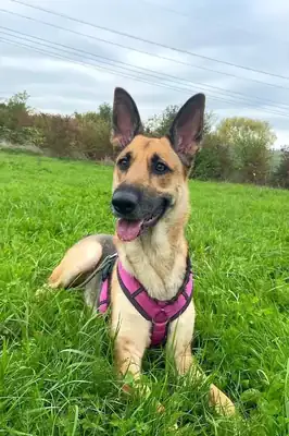 Alice – Belgischer Schäferhund – Bild 7