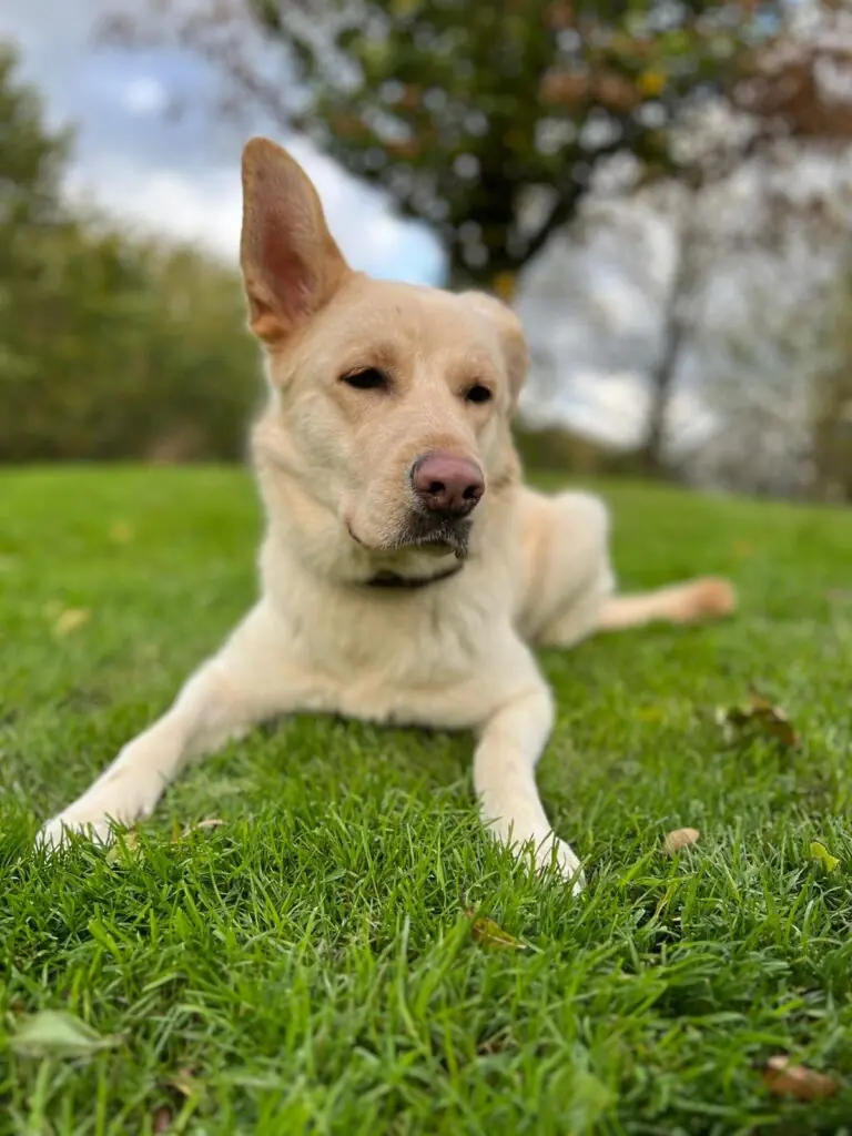 Skyla - Deutscher Schäferhund - Bild 2