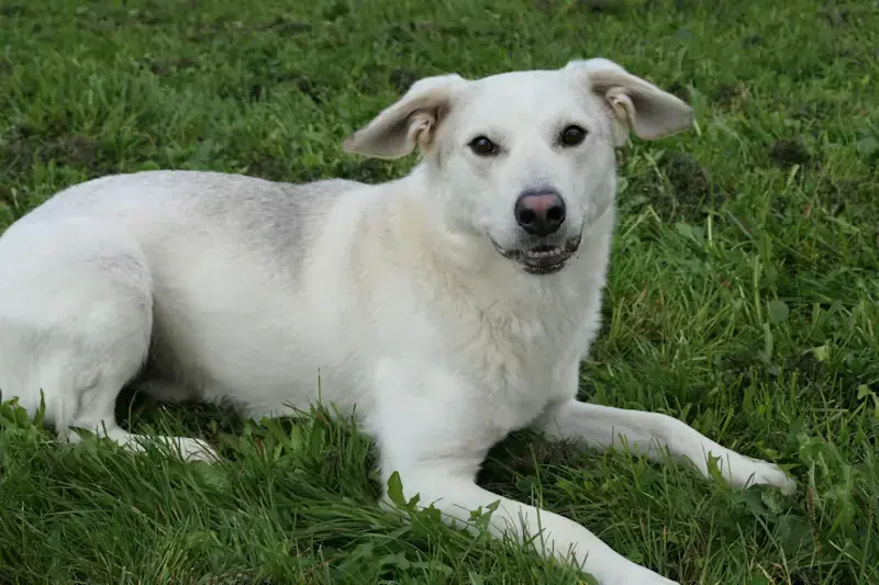 Pino - Siberian Husky, Labrador Retriever - Bild 1