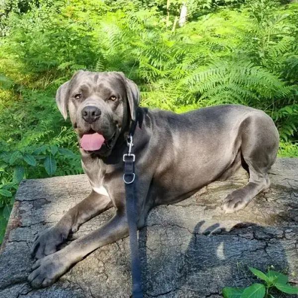 Zeus - Cane Corso Italiano - Bild 2
