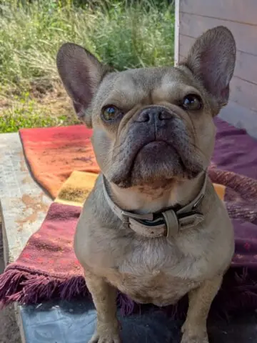 Xena - Französische Bulldogge - Bild 1