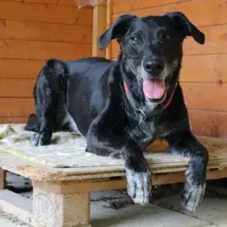 Neo - Labrador Retriever - Bild 1