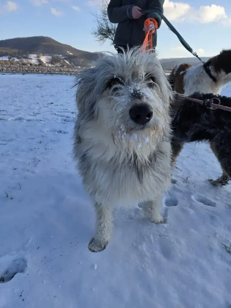 Max - Australian Shepherd - Bild 6