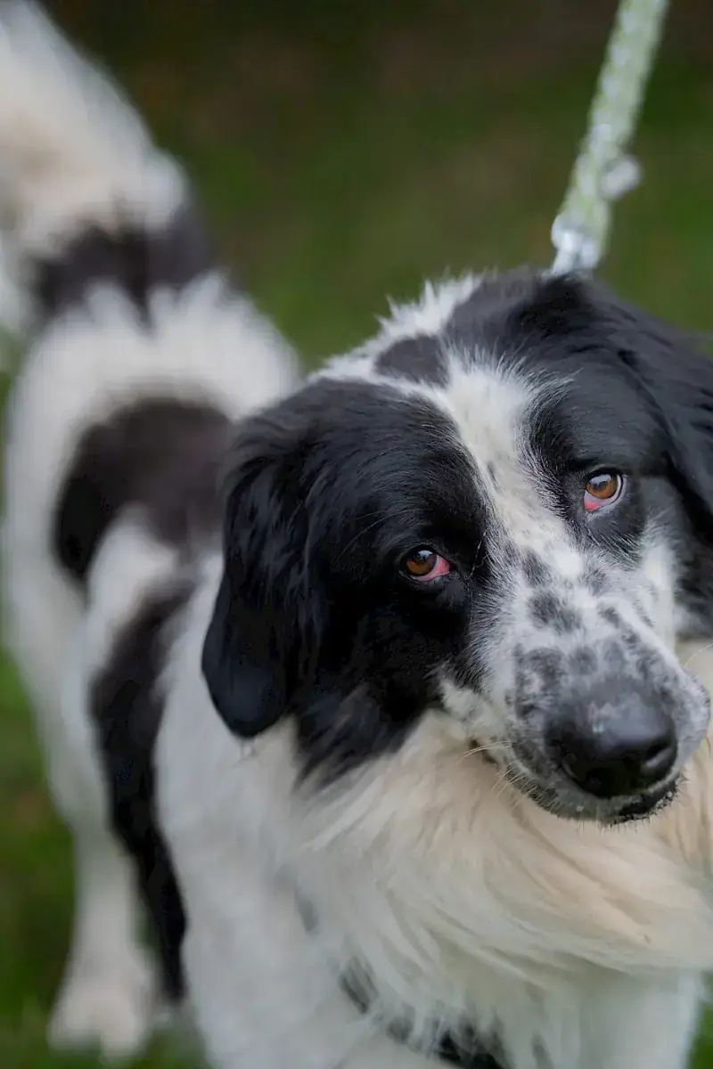 Pongo -  - Bild 1
