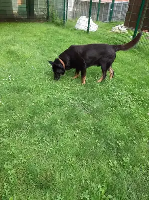 Bonzo – Deutscher Schäferhund – Bild 5