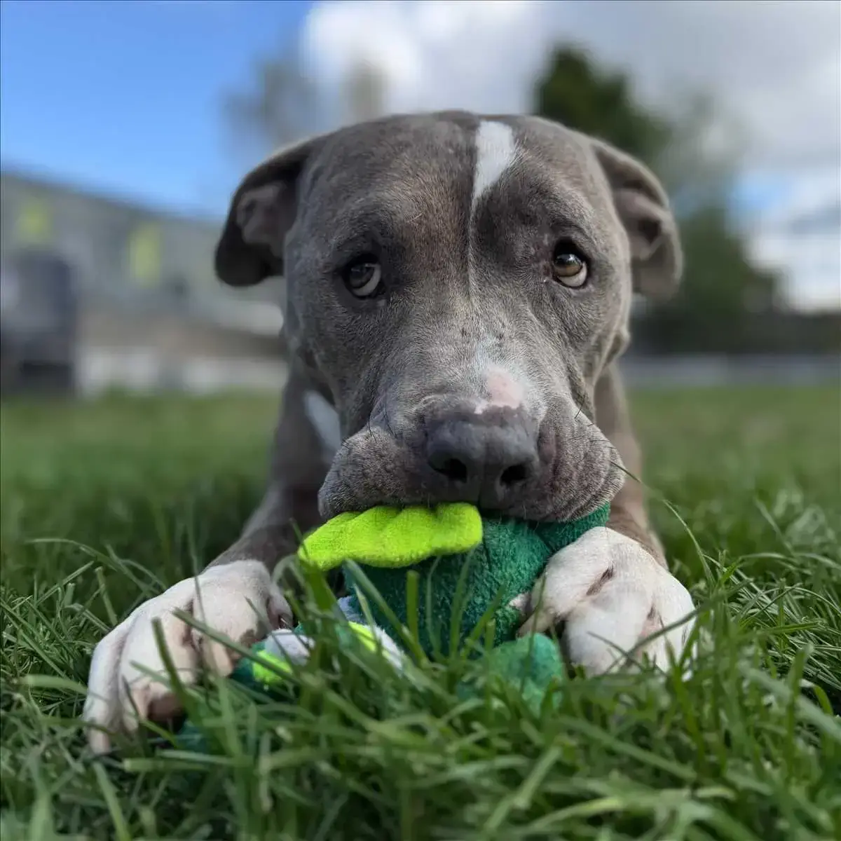 OTTO - American Staffordshire Terrier - Bild 2