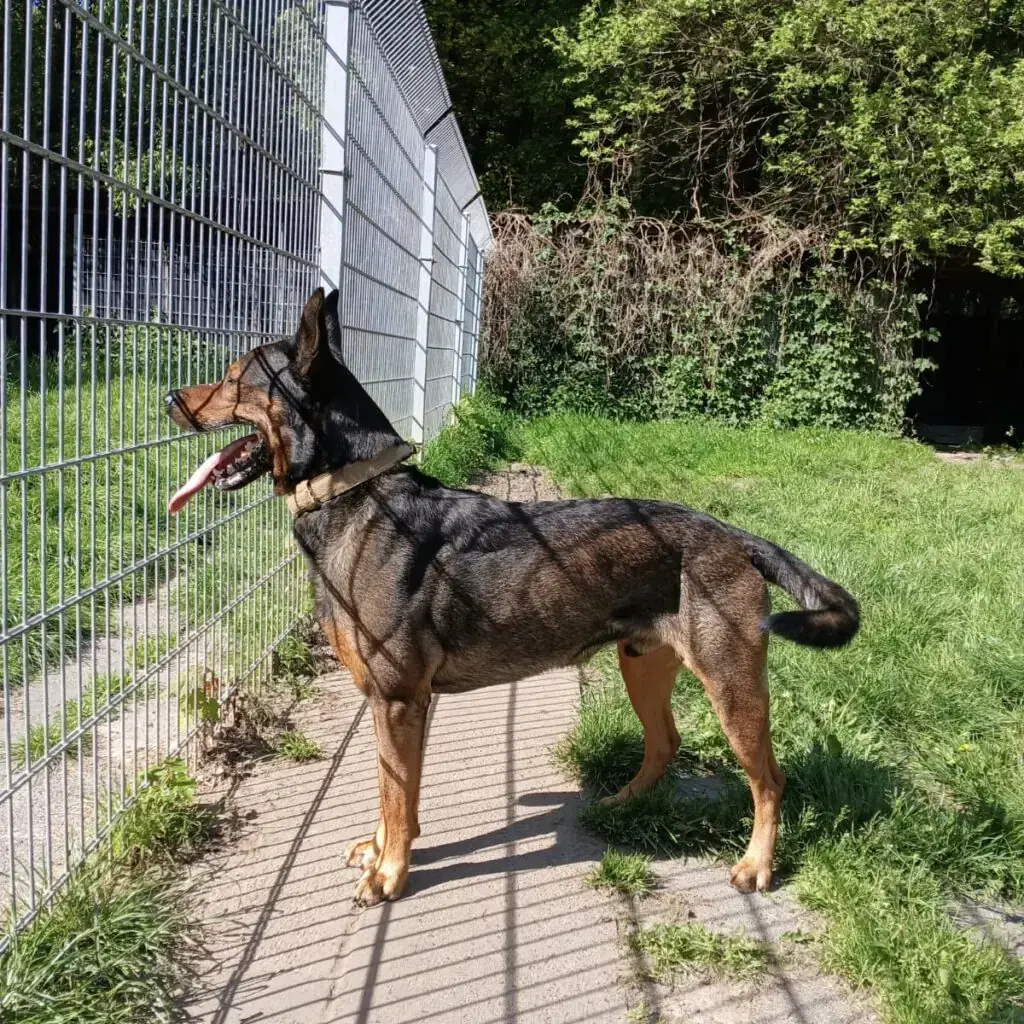Black - Deutscher Schäferhund - Bild 1