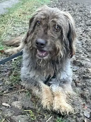 Mascha – Briard – Bild 7