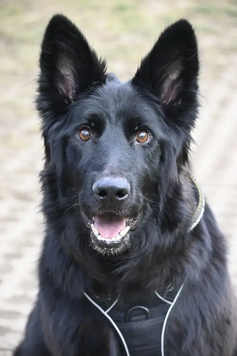 Wolly - Deutscher Schäferhund - Bild 12
