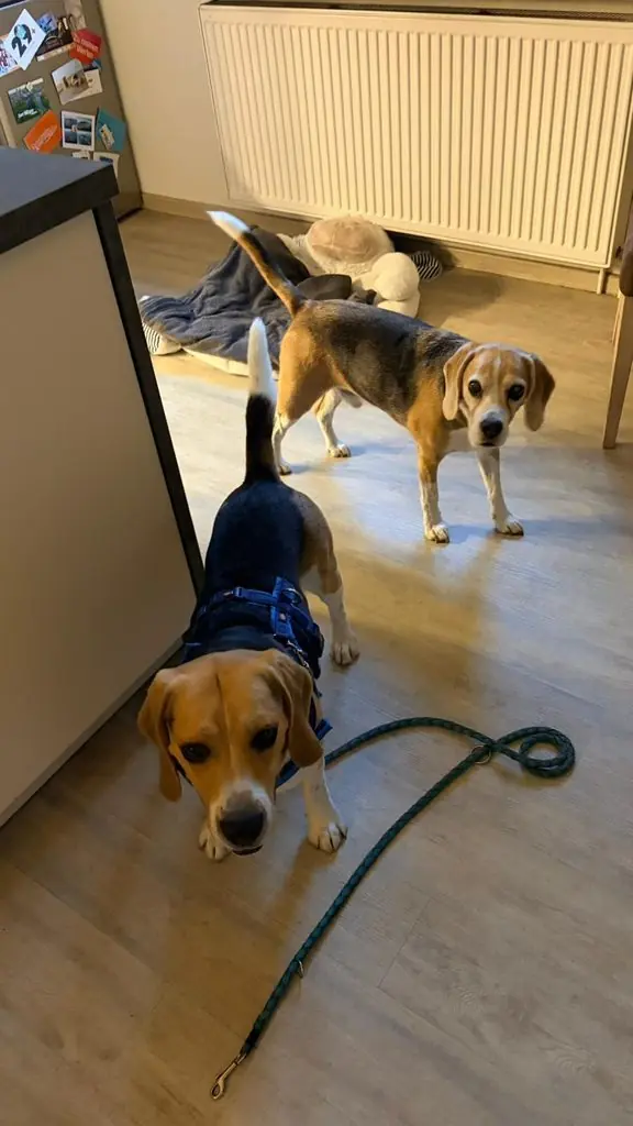 Einstein - Beagle - Bild 5